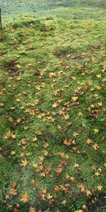 Nature,Trees,Grass,Autumn,Leaves