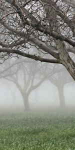 Naturaleza,Hierba,Niebla,Corteza,Ladrar,Árboles,Grietas,Desnudo,Grieta,Jardín