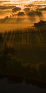 Nature,Trees,Grass,Beams,Rays,Shadow,Field