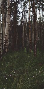 Herbe,Bouleaux,Forêt,Nature,Arbres,Été