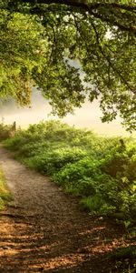 Nature,Trees,Grass,Bush,Forest,Path