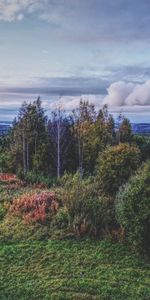 Arbres,Herbe,Nuages,Buissons,Forêt,Nature