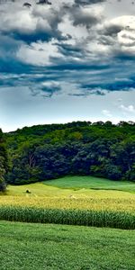 Naturaleza,Árboles,Hierba,Verano,Wisconsin,Maizal,Campo De Maíz