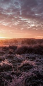 Деревья,Сумерки,Природа,Закат,Трава,Пейзаж