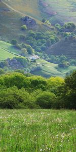 Herbe,Domaine,Pré,Nature,Champ,Arbres