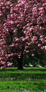 Florecer,Hierba,Parque,Floración,Naturaleza,Árboles,El Parque