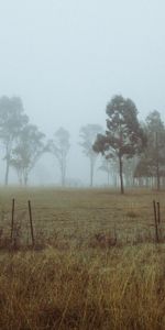 Nature,Arbres,Herbe,Brouillard,Domaine,Champ,Aube