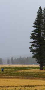 Herbe,Forêt,Nature,Arbres