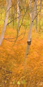 Herbe,Nature,Forêt,Arbres,Automne