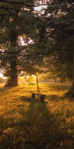 Nature,Trees,Grass,Forest,Bench,Dawn