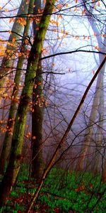 Herbe,Tapis,Nature,Forêt,Arbres,Automne