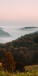 Nature,Trees,Grass,Forest,Fog