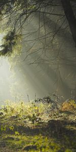 Herbe,Fraîcheur,Arbres,Matin,Forêt,Lumière Du Soleil,Nature,Rayons De Soleil,Terre