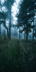 Nature,Trees,Grass,Forest,Path,Fog