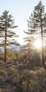 Nature,Trees,Grass,Forest,Sunlight