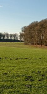 Nature,Trees,Grass,Greens,Field,Bumps,Tussocks