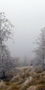 Herbe,Brouillard,Arbres,Givre,Gel,Nature,Octobre