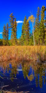 Nature,Arbres,Herbe,Lac