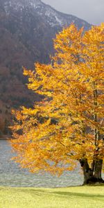 Nature,Trees,Grass,Lake,Mountains