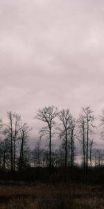 Arbres,Herbe,Domaine,Nature,Plutôt Nuageux,Couvert,Champ