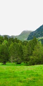 Nature,Légumes Verts,Verdure,Arbres,Herbe,Montagnes,Pelouse