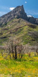 Naturaleza,Árboles,Hierba,Montañas,Arriba,Cuesta,Pendiente,Vértice