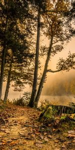 Herbe,Forêt,Hdr,Nature,Chemin,Arbres