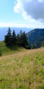 Herbe,Nature,Arbres,Montagnes,Chemin,Paysage