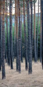 Nature,Trees,Grass,Pine,Dry,Forest