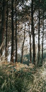 Nature,Herbe,Pin,Forêt,Arbres