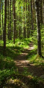 Nature,Trees,Grass,Pine,Forest,Path