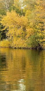 Hierba,Naturaleza,Ríos,Árboles,Otoño,Reflexión