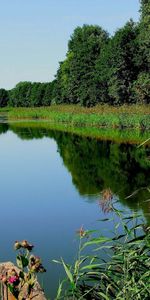 Nature,Trees,Grass,Rivers,Plant