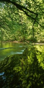 Nature,Trees,Grass,Shine,Rivers,Light