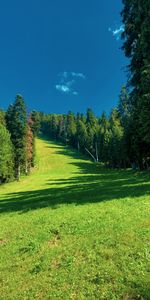 Herbe,Nature,Domaine,Champ,Arbres,Sky