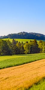 Nature,Trees,Grass,Sky,Forest,Field