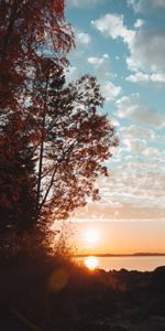 Herbe,Branches,Lac,Arbres,Nature,Horizon,Sky,Coucher De Soleil