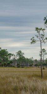 Arbres,Herbe,Nature,Sky,Savanna