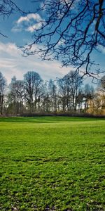 Nature,Trees,Grass,Sky,Summer,Field