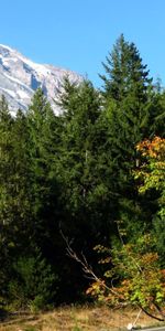 Árboles,Cielo,Montañas,Verano,Abeto,Naturaleza,Hierba