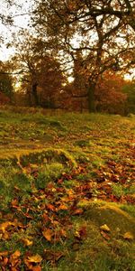 Herbe,Parc,Nature,Arbres,Noyaux,Feuilles,Forêt,Le Parc,Automne