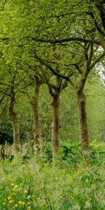 Nature,Herbe,Arbres,Été