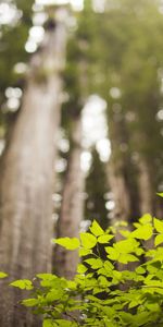 Nature,Herbe,Branches,Premier Plan,Par Le Bas,D’En Bas,Arbres,Été