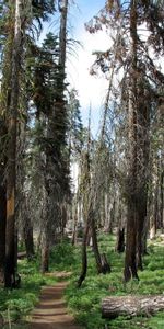 Nature,Trees,Grass,Summer,Path,Trail,Greens