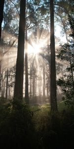 Naturaleza,Árboles,Hierba,Sol,Vigas,Bosque,Rayos