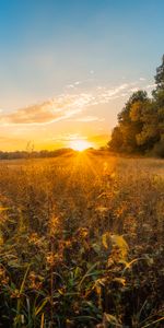 Coucher De Soleil,Nature,Herbe,Arbres,Sun