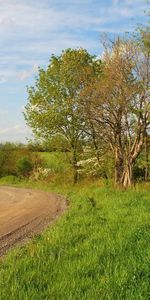 Nature,Trees,Grass,Turn,Path