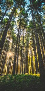 Nature,Trees,Grass,United States,Sunlight,Usa,Oregon,Forest