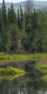 Природа,Зелень,Лес,Вода,Лось,Деревья