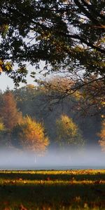 Nature,Trees,Haze,Park